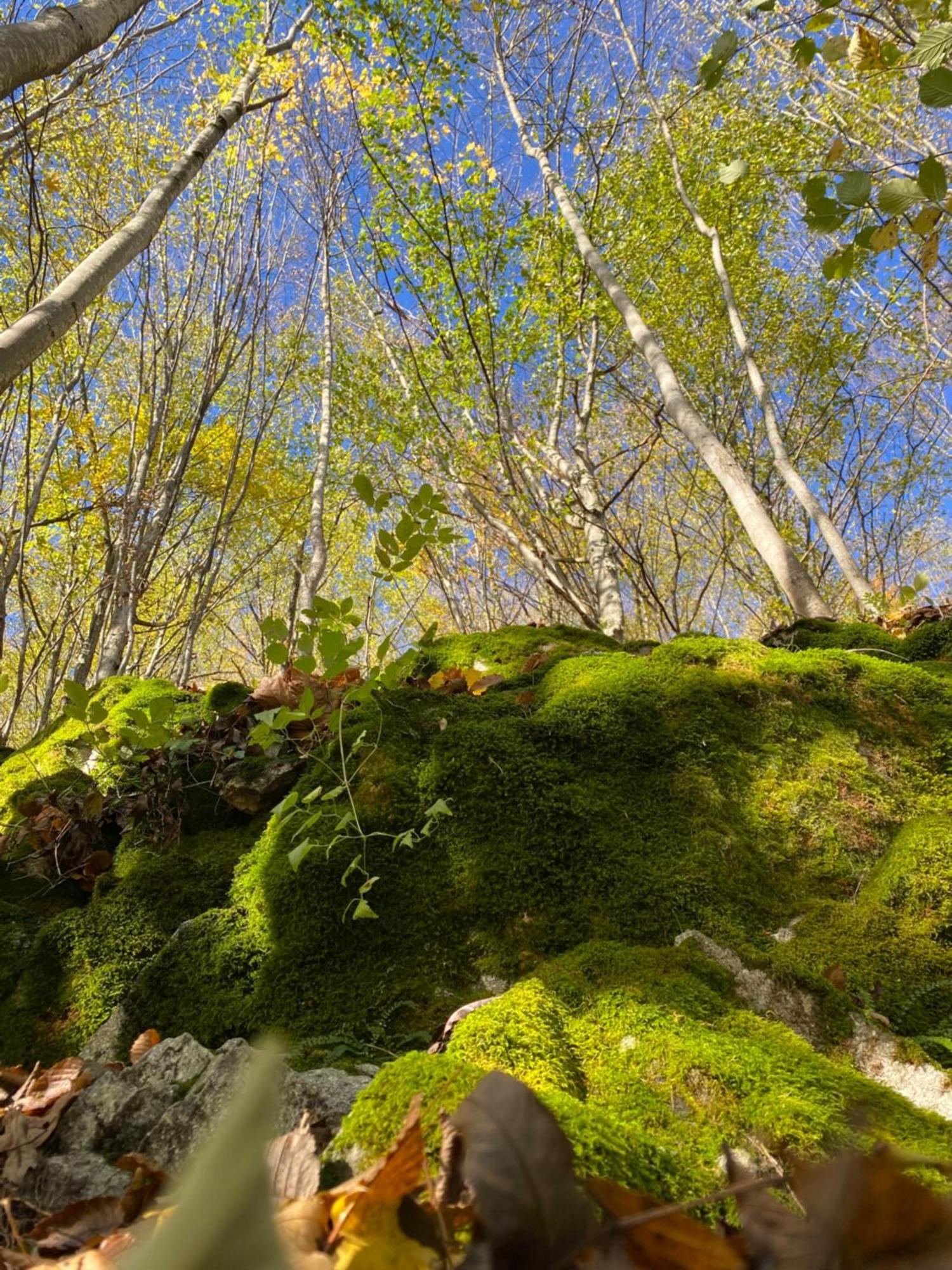 Valea Drăganului Casa Morar 빌라 외부 사진